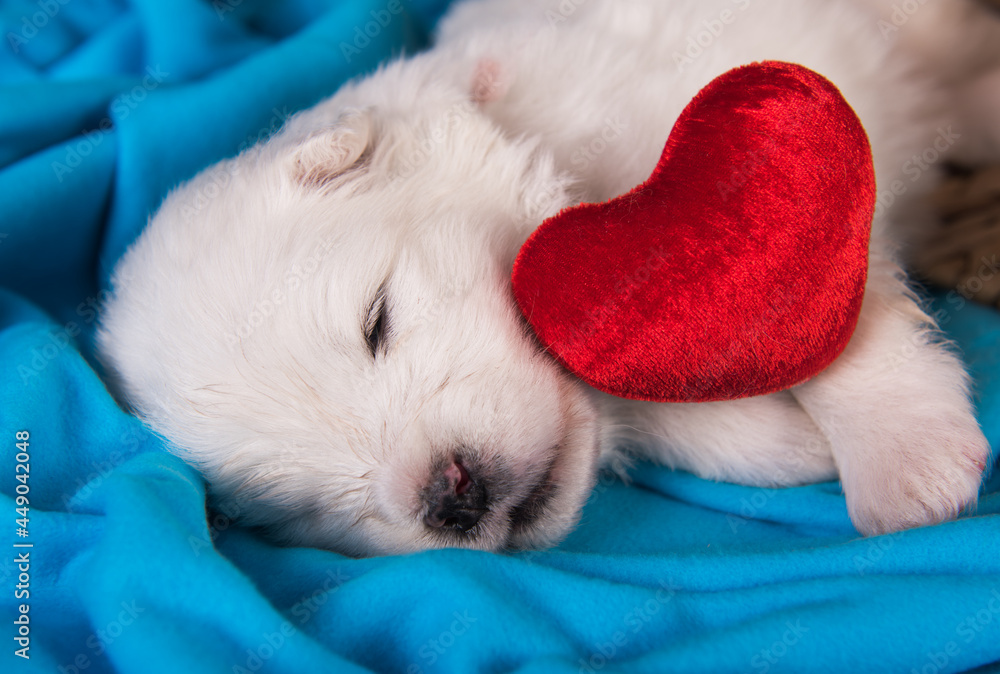 White fluffy small Samoyed puppy dog is sitting on blue White fluffy small Samoyed puppy dog is sitting on blue
