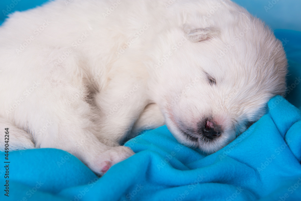 White fluffy small Samoyed puppy dog is sleeping on blue White fluffy small Samoyed puppy dog is sleeping on blue