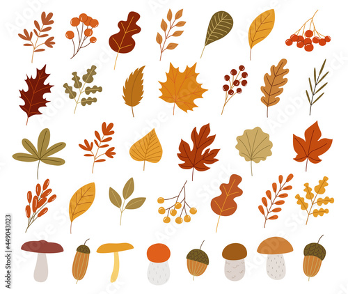 Colorful autumn set of leaves, mashrooms and acorns. Vector illustration clipart photo
