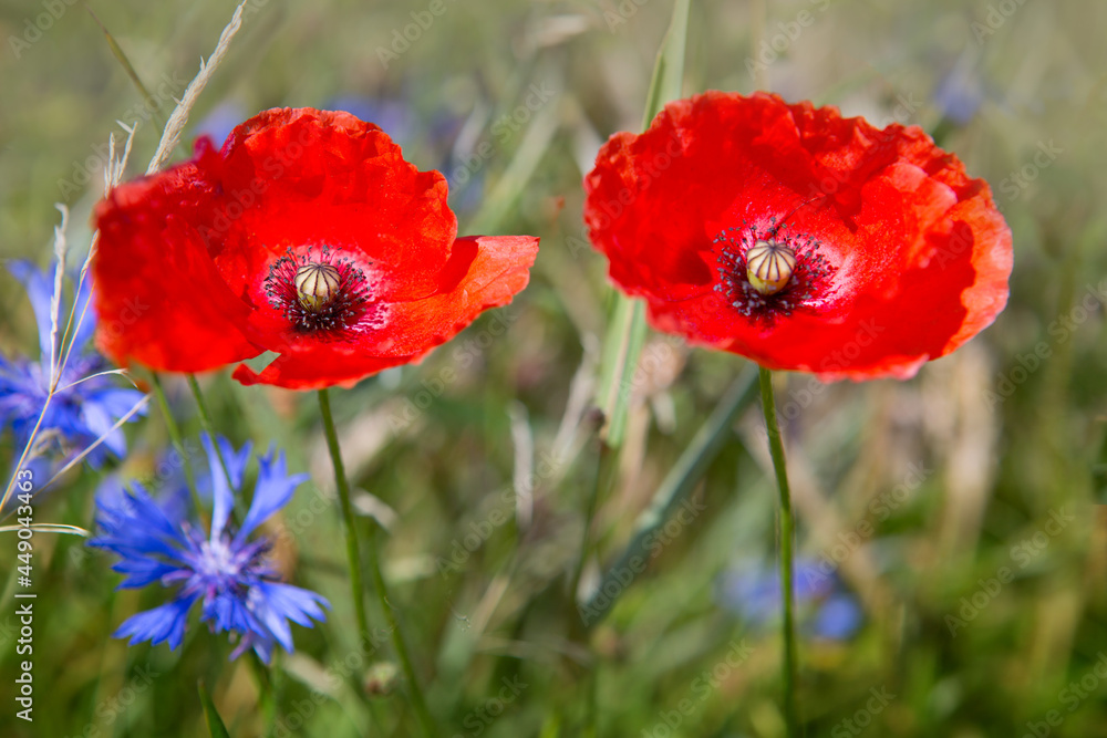 Naklejka premium Blooming wild poppies on the meadow at summer.