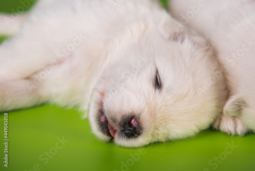 White small Samoyed puppy dog on green background