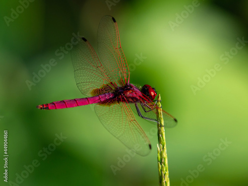 red dragonfly on a green leaf © shibin