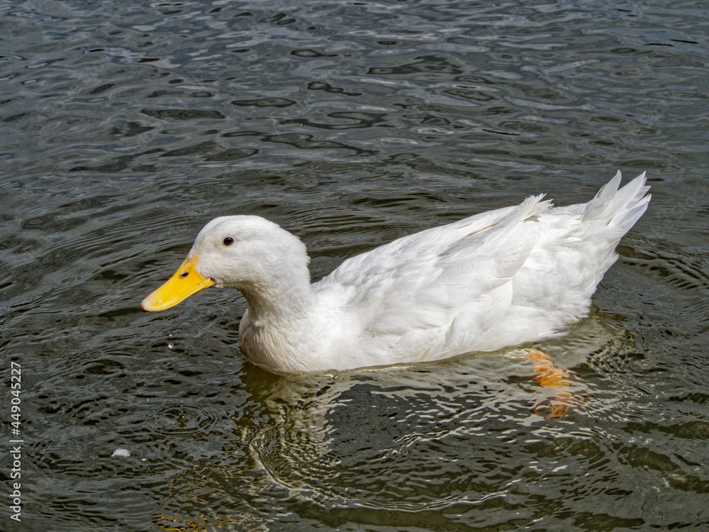 Domestic duck floating in the water of a reservoir Domestic duck floating in the water of a reservoir