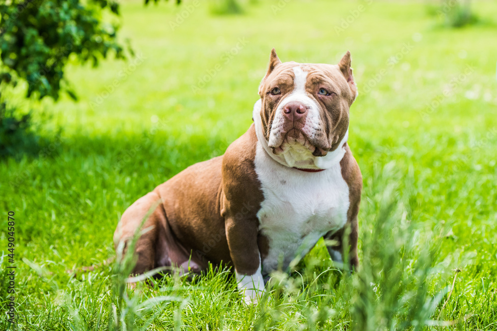 Chocolate color American Bully puppy dog is on green grass