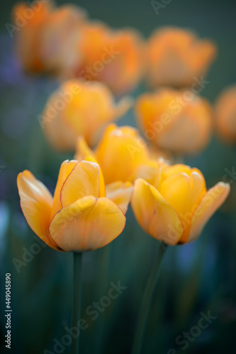 Kwiaty żółtych tulipanów, rozmyte zielone tło