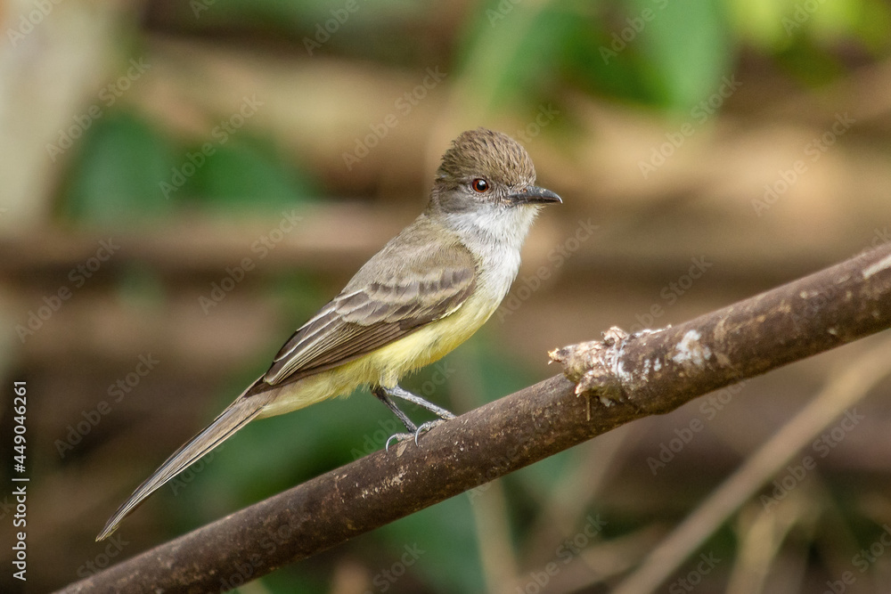 Short-crested Flycatcher - maria cavaleira Short-crested Flycatcher - maria cavaleira