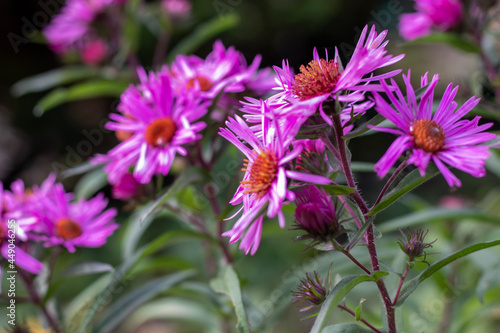 bee on flower