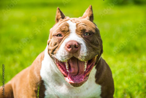 Chocolate color American Bully dog is smiling on green grass