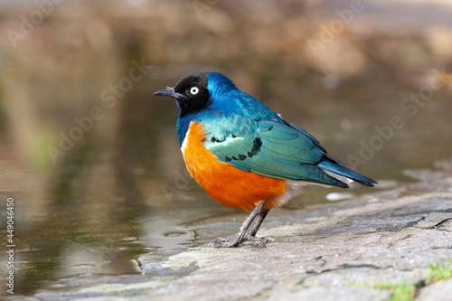 Striking colors of an adult superb starling