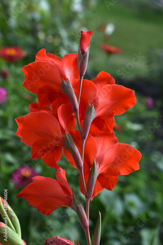 Photo Light pink gladioli on a bush in summe