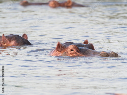 Closeup group portrait of Hippopotamus (Hippopotamus amphibius) heads floating in water Lake Awassa, Ethiopia