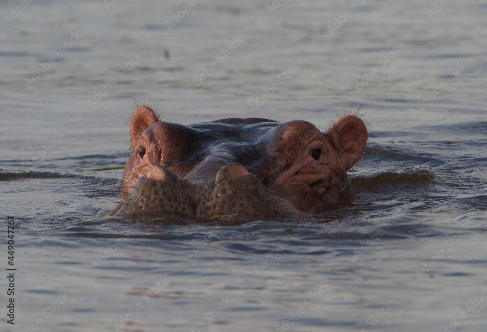 Closeup head on portrait of Hippopotamus (Hippopotamus amphibius) heads floating in water looking straight at camera Lake Awassa, Ethiopia Closeup head on portrait of Hippopotamus (Hippopotamus amphibius) heads floating in water looking straight at camera Lake Awassa, Ethiopia