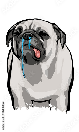 Pug Dog Sneezing with Drool and Boogers
