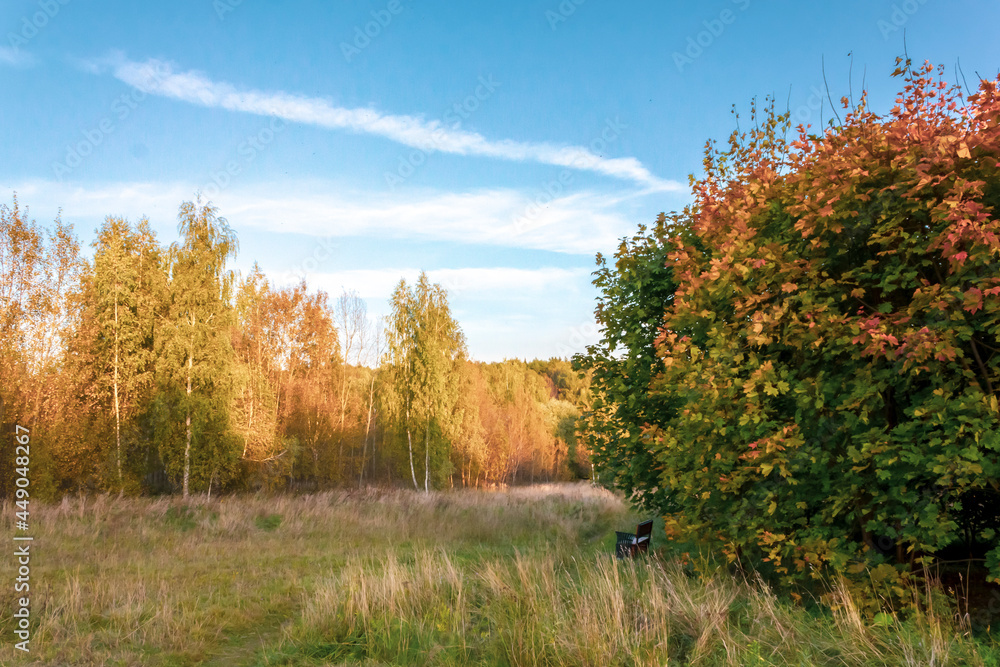 Fototapeta premium Beautiful autumn meadow with trees on a clear day and a bench