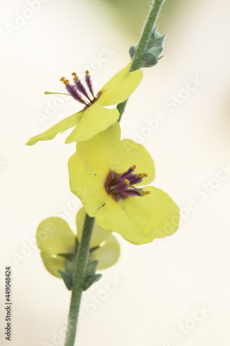 Verbascum sinuatum scallop-leaved mullein deep yellow flowers with hairy purple and orange-yellow stamens on out of focus background