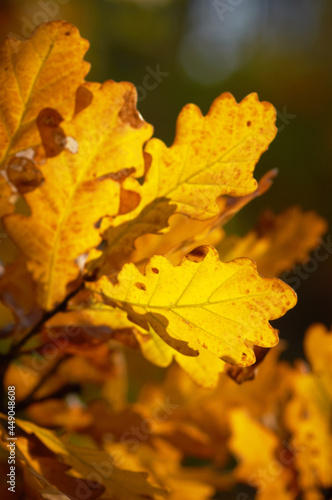 Colourful background of autumn oak tree leaves background close up. Yellow oak leaves autumn background
