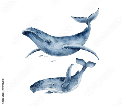 watercolor illustration of a big blue whale. hand painted on a white background. © Lana