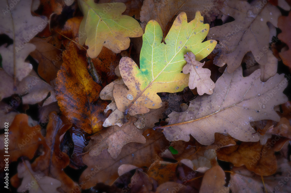 Colourful background of autumn oak tree leaves background close up. Yellow oak leaves autumn background Colourful background of autumn oak tree leaves background close up. Yellow oak leaves autumn background
