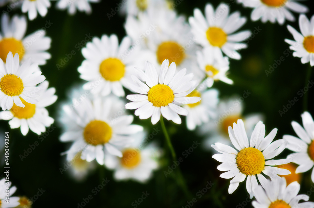 White flowers as a background. Background for postcards. Spring background. Spring. Natural Easter floral image with copy space.