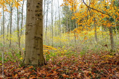 Beech trees autumnal forest