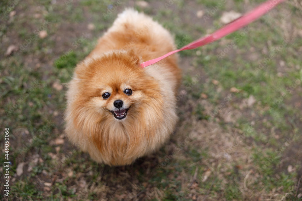 pomeranian dog portrait pomeranian dog portrait