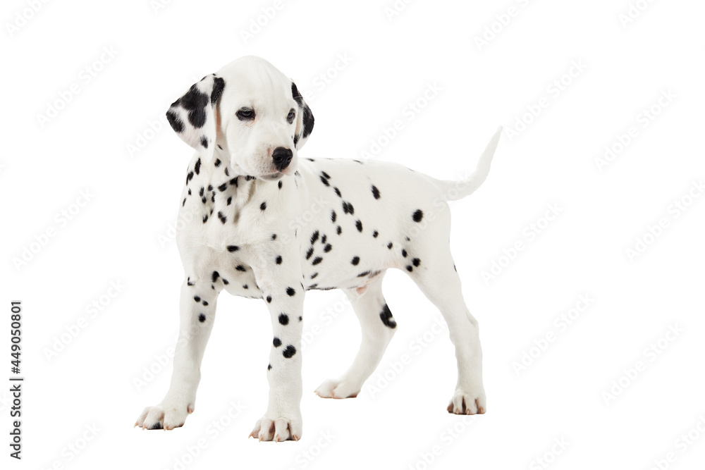 A Dalmatian puppy on a white background