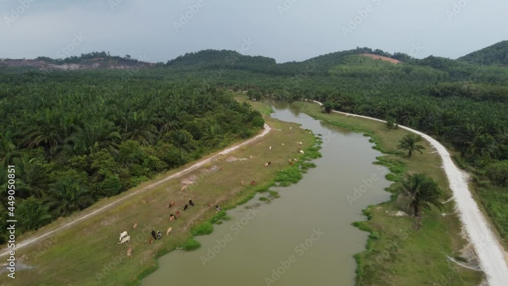 Cows grazing grass beside Sungai Kulim with oil palm plantation around Cows grazing grass beside Sungai Kulim with oil palm plantation around