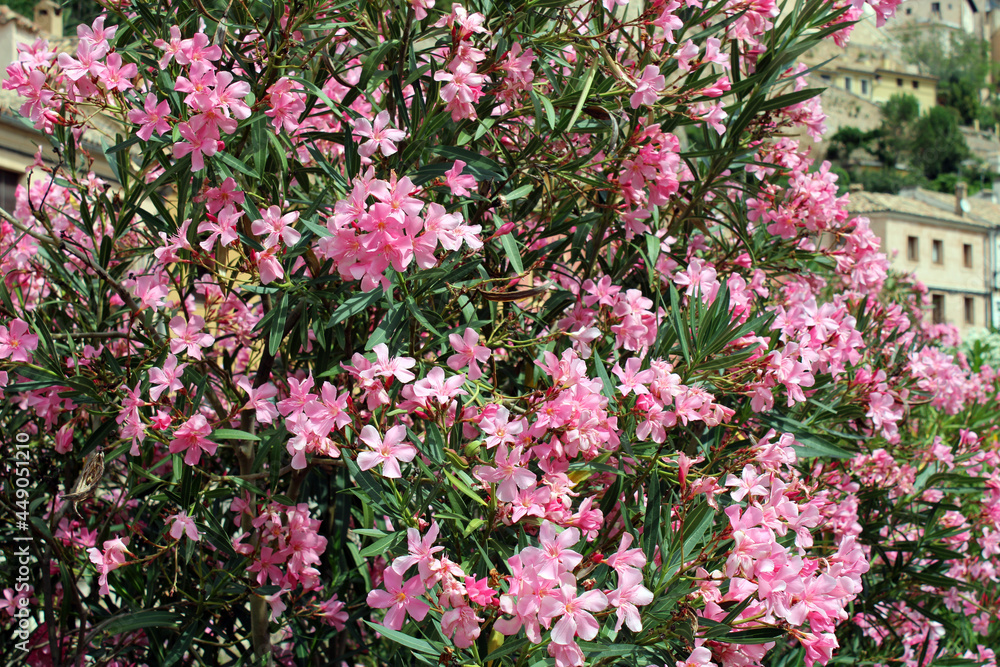 Beautiful pink flowers in a group Beautiful pink flowers in a group