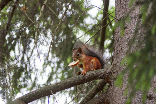 red squirrel on a tree © Антон Ульянов