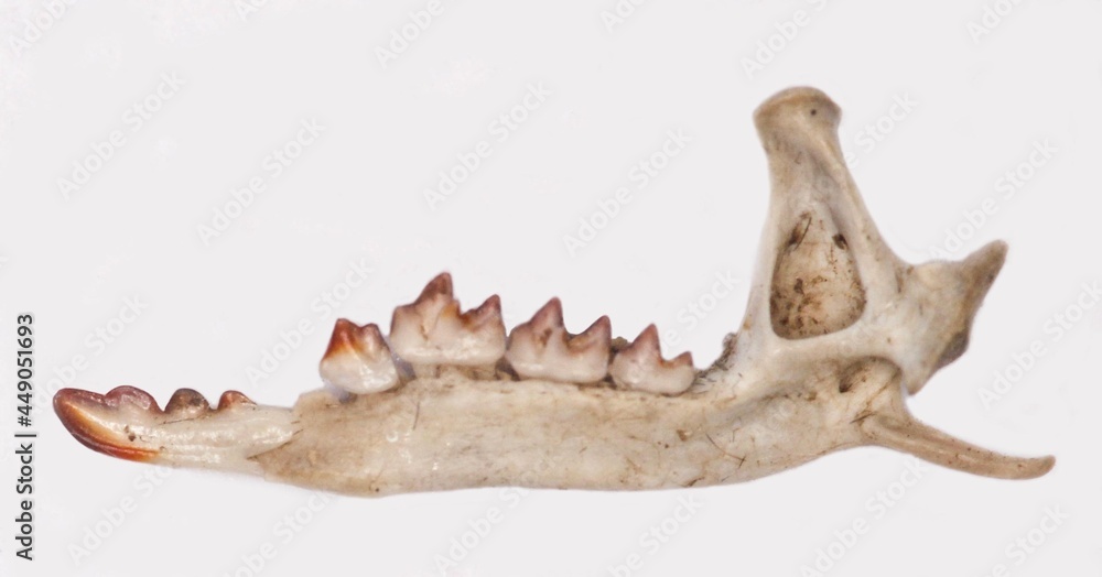 Shrew mandibula lower jaw sorex dissected from barn owl pellet Shrew mandibula lower jaw sorex dissected from barn owl pellet