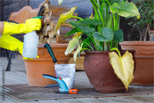 Hands applying fumigation product with a sprayer to a damage potted plant.