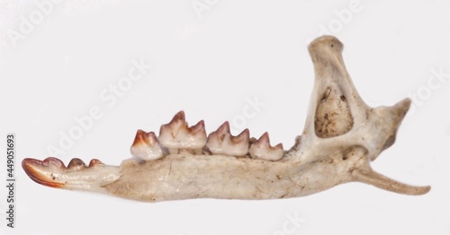 Shrew mandibula lower jaw sorex dissected from barn owl pellet