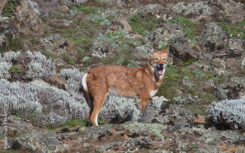 Closeup side on portrait of wild and endangered Ethiopian Wolf (Canis simensis) jaw open howling, Bale Mountains National Park, Ethiopia photo