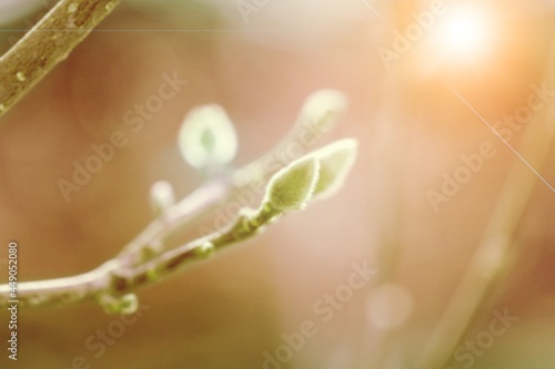 Wallpaper Mural Green. Torontodigital.ca