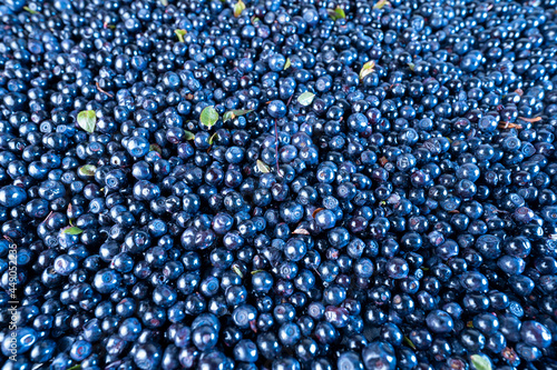 Wilde Blueberries medicinal fresh fruit