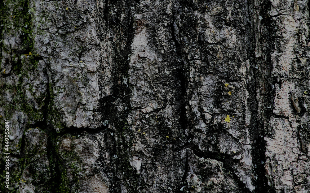 Old wood Old wood
