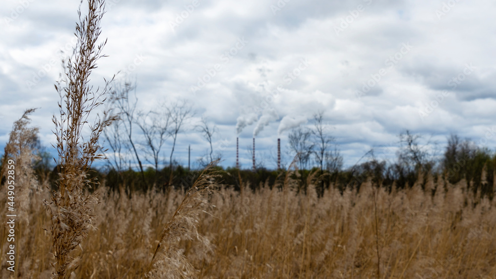 The field with the died and dried-up flowers against the background of large oil refinery. Dramatic sky background. Ecological problem concept. The field with the died and dried-up flowers against the background of large oil refinery. Dramatic sky background. Ecological problem concept.