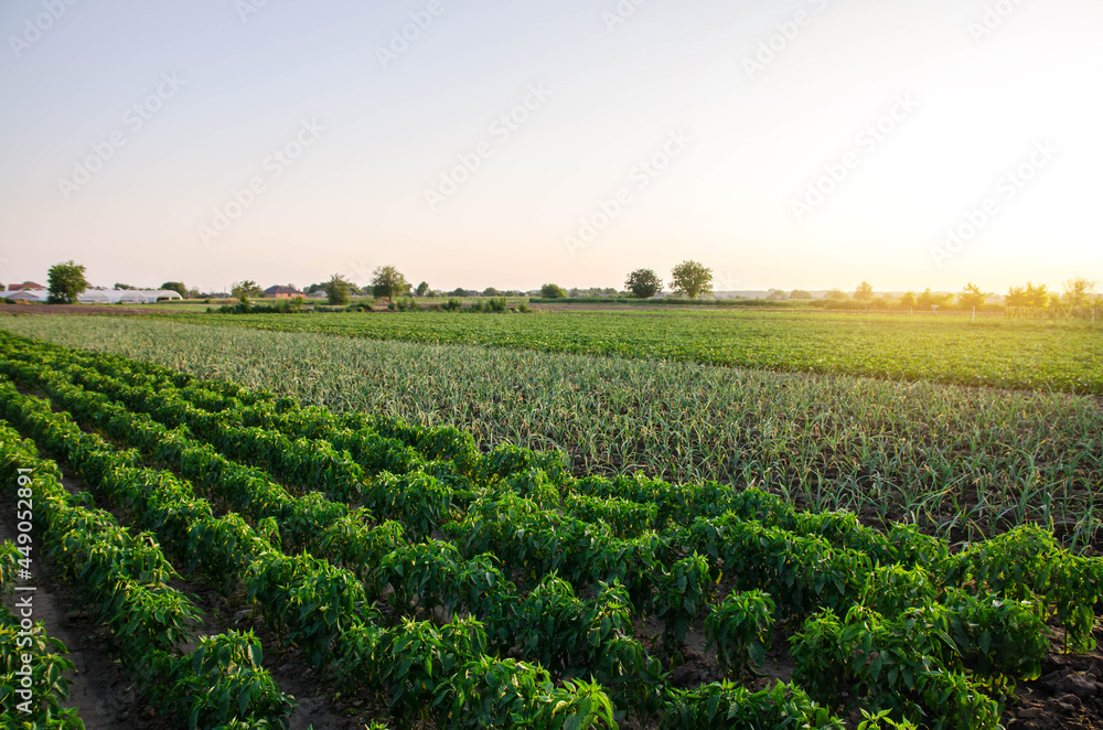A farm field planted with different crops. Growing capsicum peppers, leeks and eggplants. Agriculture, farmland. Growing organic vegetables on open ground. Food production. Agroindustry agribusiness.