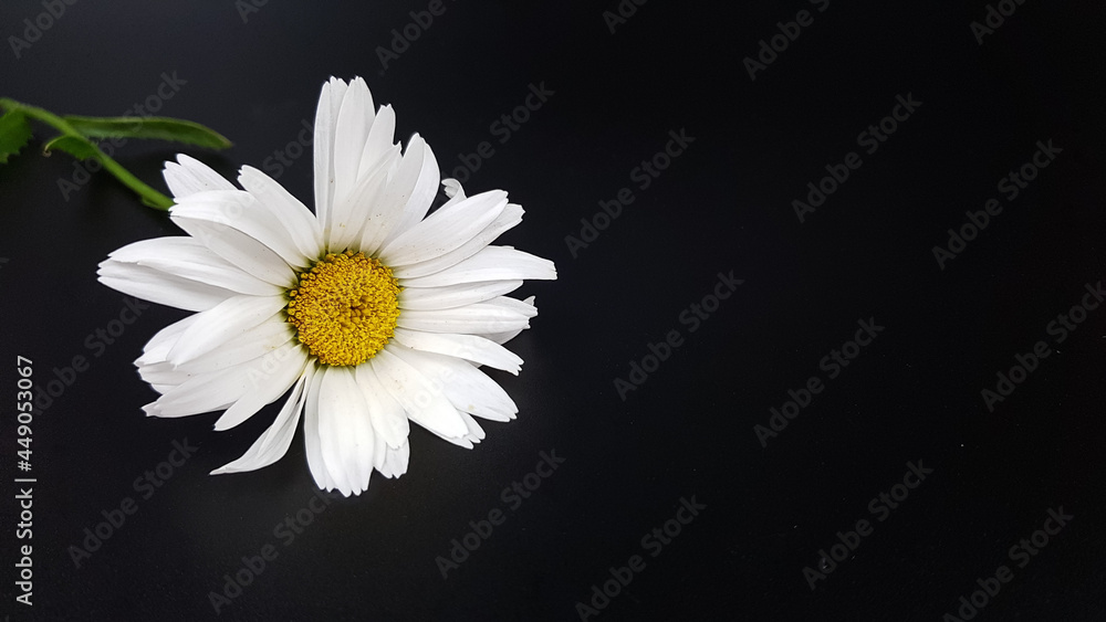 Obraz premium the image of a large beautiful daisy flower on a black background.a genus of perennial flowering plants of the Asteraceae family. a flower with white petals