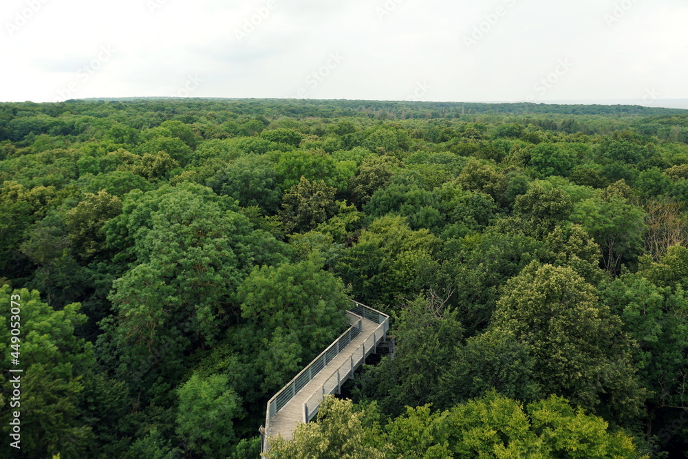 Walk through the treetops of a broadleaf forest in Thüringen (Thüringer Wald), Germany