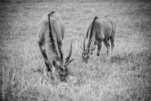Impalas en cabárceno parque de la naturaleza photo