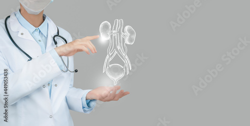 Unrecognizable doctor holding highlighted handrawn Bladder and Kidneys in hands. Medical illustration, template, science mockup. photo