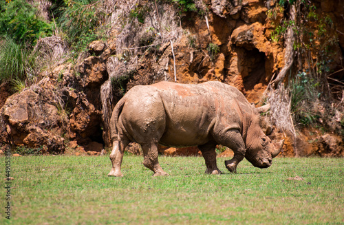rinoceronte africano  tanque  macho  agresivo  cuerno
