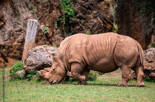 rinoceronte africano, tanque, macho, agresivo, cuerno photo