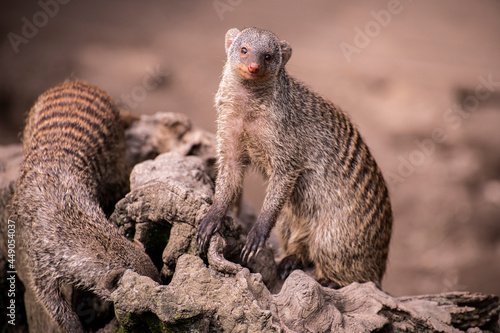 mangosta, agresivo, carnívoro, cazador, devorador photo