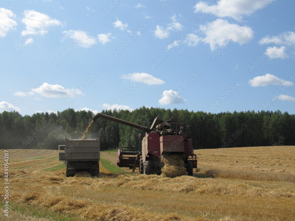 Fototapeta premium combine harvesting wheat