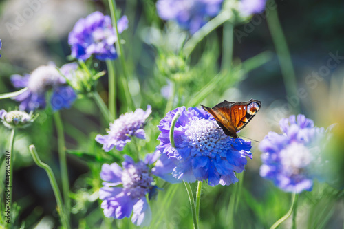 Butterfly sitting on cabiosa caucasica caucasian pincushion flower, scabiosus flowering ornamental light blue beautiful garden plant photo