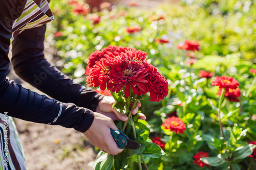 Fototapeta Naklejka Na Ścianę i Meble -  Woman gardener picks bouquet of red zinnias in summer garden using pruner. Cut flowers harvest