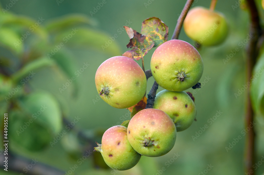 Green apples ripen on a branch