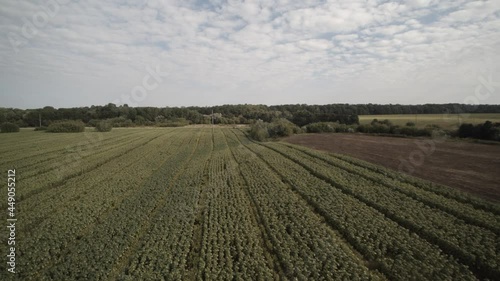 shooting a sunflower with air.